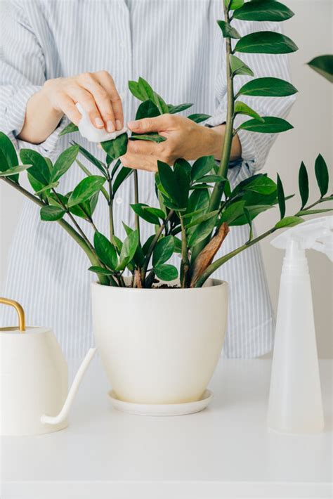 招陰植物|風水植物｜不只富貴竹！7款招財/招桃花植物推介+不 